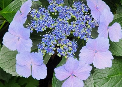 Flowers of The Vaux July 2024