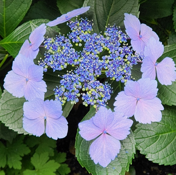 Flowers of The Vaux July 2024